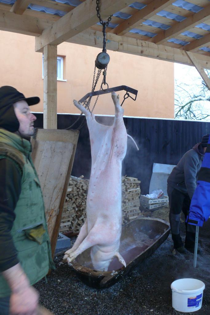 Fotogaléria Obecná zabíjačka 2015 (128) Obecná zabíjačka 2015
